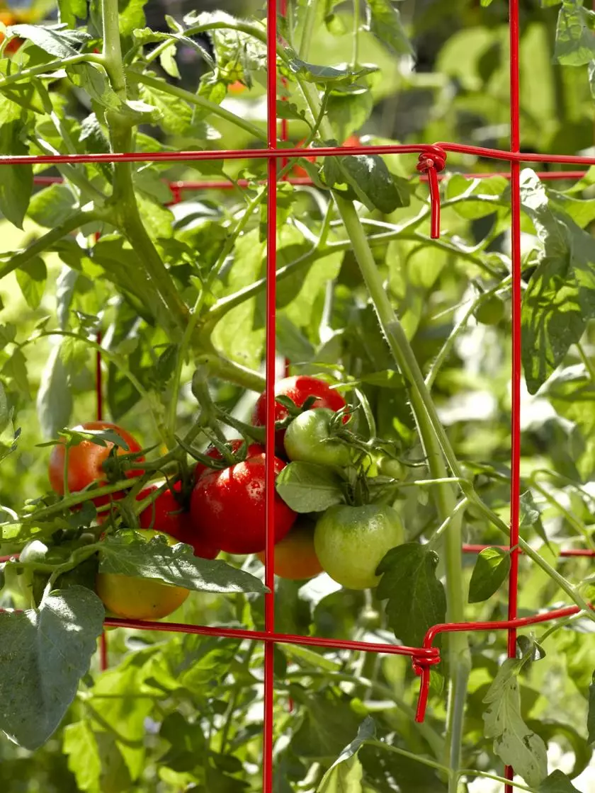 GSC Tomato Cage, Single 4 GSC Tomato Cage, Single - Image 2