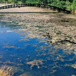 GSC Aquasphere Pond Cleaners -Plant Supports Shop 37425 002ed 1