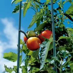 GSC Tomato Ladders, Set Of 3 -Plant Supports Shop 38184 003E tif