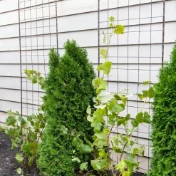 GSC Jardin Flower Trellis -Plant Supports Shop 38689 6002 tif