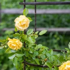 GSC Jardin Round Obelisk, 7' -Plant Supports Shop 39 530 0052 tif