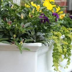 GSC Fairfield Self-Watering Window Box, 4’ -Plant Supports Shop 39345 102V tif