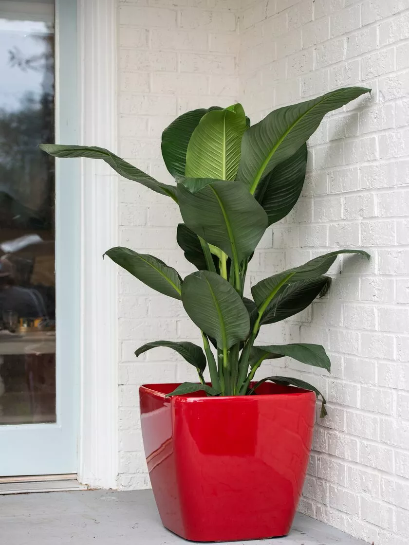 GSC Viva Square Self-Watering Rolling Planter, 20" Diameter, Set Of 2 6 GSC Viva Square Self-Watering Rolling Planter, 20" Diameter, Set Of 2 - Image 4