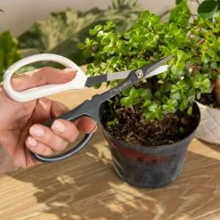 GSC Japanese Pruning Scisssors -Plant Supports Shop 3 4 crop 8612968 0092