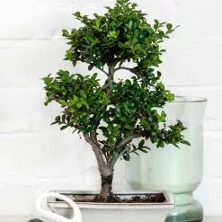 GSC Japanese Pruning Scisssors -Plant Supports Shop 3 4 crop 8612968 03V tif