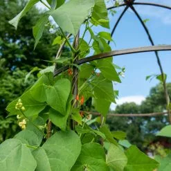 GSC Jardin Tower 10 GSC Jardin Tower -Plant Supports Shop 3 4 crop 8612997 0058