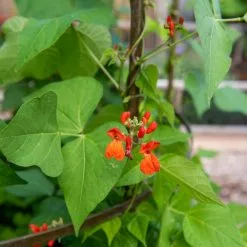 GSC Jardin Tower 11 GSC Jardin Tower -Plant Supports Shop 3 4 crop 8612997 0059