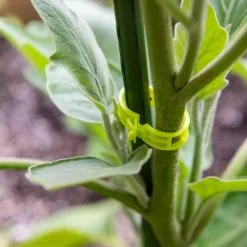 Plant Supports Shop -Plant Supports Shop 40 354 101 tif