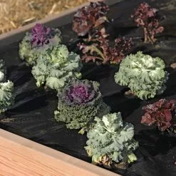 GSC Easy-Plant Weed Block Mulch -Plant Supports Shop 40356 219 tif