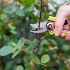 GSC Pocket Pruners -Plant Supports Shop 8586314 027 tif