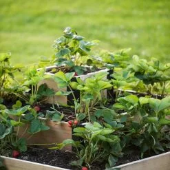 GSC 3-Tier Strawberry Bed