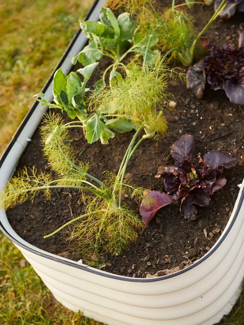 GSC Birdies™ Modular Metal Raised Bed 6 GSC Birdies™ Modular Metal Raised Bed - Image 4