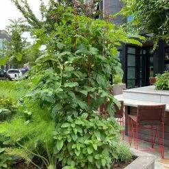 GSC Tomato Towers, Set Of 2 -Plant Supports Shop 8587041 01IN tif