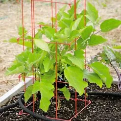 GSC Pepper And Eggplant Cages, Set Of 3 -Plant Supports Shop 8587048 103 tif