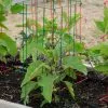 GSC Pepper And Eggplant Cages, Set Of 3 -Plant Supports Shop 8587048 1073 tif