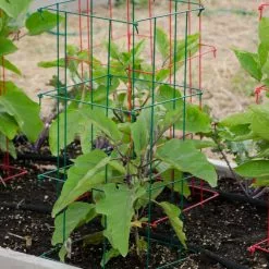 Plant Supports Shop 34 GSC Pepper And Eggplant Cages, Set Of 3