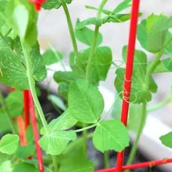 GSC Tall Expandable Pea Trellis -Plant Supports Shop 8587061 101 tif 1