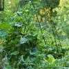 GSC Deluxe Cucumber Trellis 1 GSC Deluxe Cucumber Trellis -Plant Supports Shop 8587083 01IN