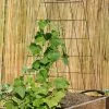 GSC Wire A-Frame Trellis -Plant Supports Shop 8587104 526 tif