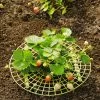 GSC Strawberry Supports, Set Of 6 -Plant Supports Shop 8587970 1039 tif