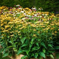 GSC Farmstead Cedar Raised Garden Beds, 2' 17 GSC Farmstead Cedar Raised Garden Beds, 2' -Plant Supports Shop 8588144 014V tif