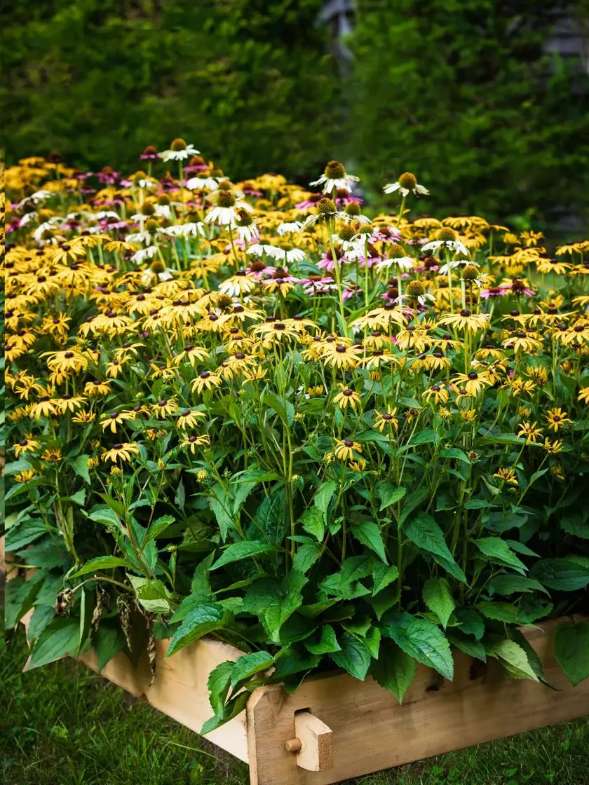 GSC Farmstead Cedar Raised Garden Beds, 2' 9 GSC Farmstead Cedar Raised Garden Beds, 2' - Image 7