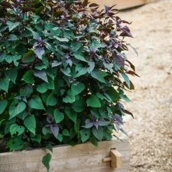 GSC Farmstead Cedar Raised Garden Beds, 2'