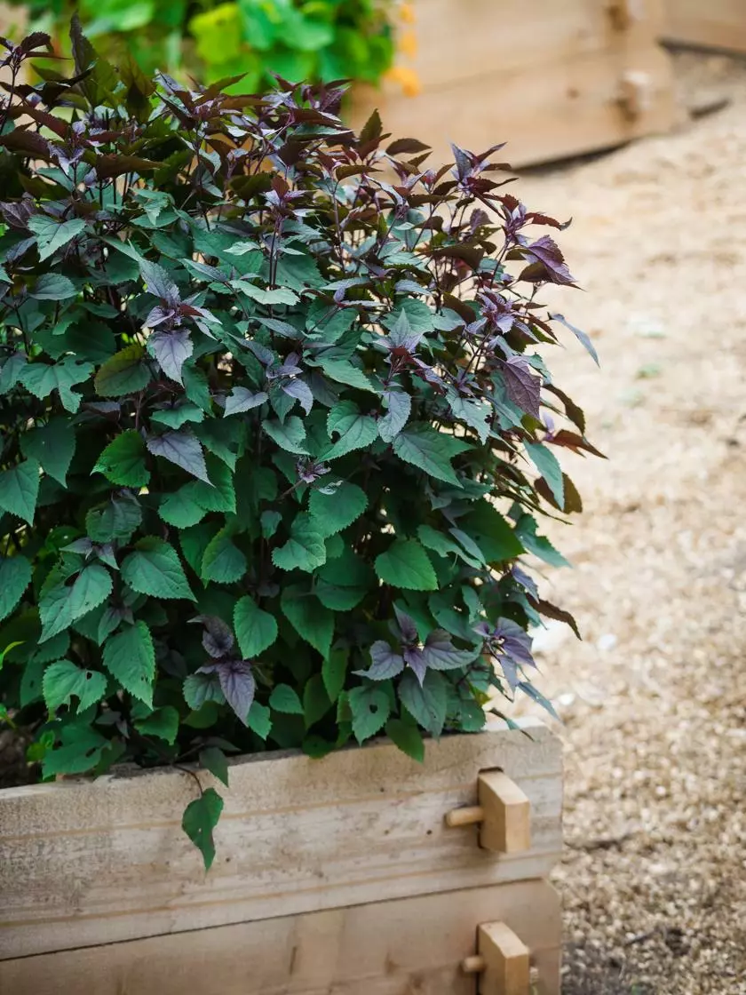 GSC Farmstead Cedar Raised Garden Beds, 2' 3 GSC Farmstead Cedar Raised Garden Beds, 2'