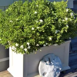 GSC Fairfield Self-Watering Patio Planters, 20” X 36” 11 GSC Fairfield Self-Watering Patio Planters, 20” X 36” -Plant Supports Shop 8588417 208V tif