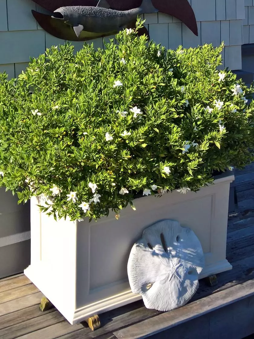 GSC Fairfield Self-Watering Patio Planters, 20” X 36” 5 GSC Fairfield Self-Watering Patio Planters, 20” X 36” - Image 3