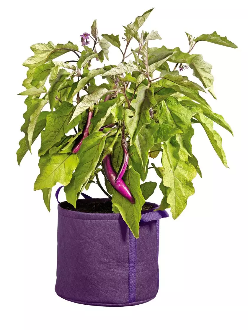 GSC Gardener's Best® Universal Grow Bag 6 GSC Gardener's Best® Universal Grow Bag - Image 4