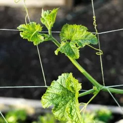 GSC Vine And Veggie Trellis Netting, 5' X 30'