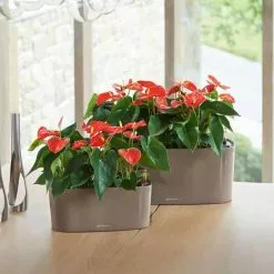 GSC Lechuza® Delta Self-Watering Windowsill Planters -Plant Supports Shop 8590298 04V tif