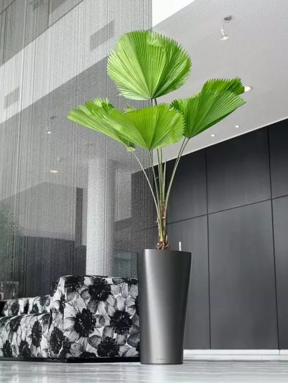 GSC Lechuza® Delta Premium Self-Watering Planters 8 GSC Lechuza® Delta Premium Self-Watering Planters - Image 6