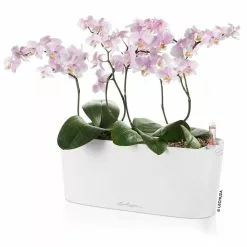 GSC Lechuza® Delta Self-Watering Windowsill Planters -Plant Supports Shop 8592361 02V tif