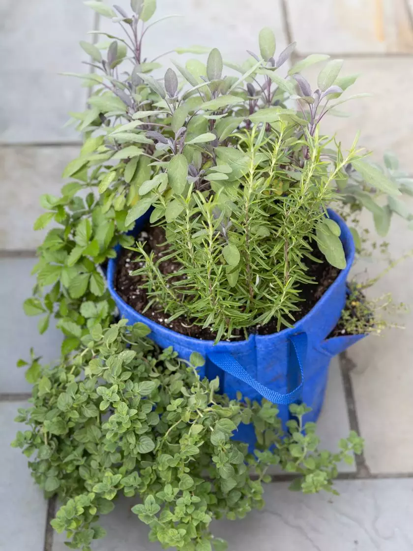 GSC Gardener’s Best® Strawberry And Herb Grow Bag 4 GSC Gardener’s Best® Strawberry And Herb Grow Bag - Image 2