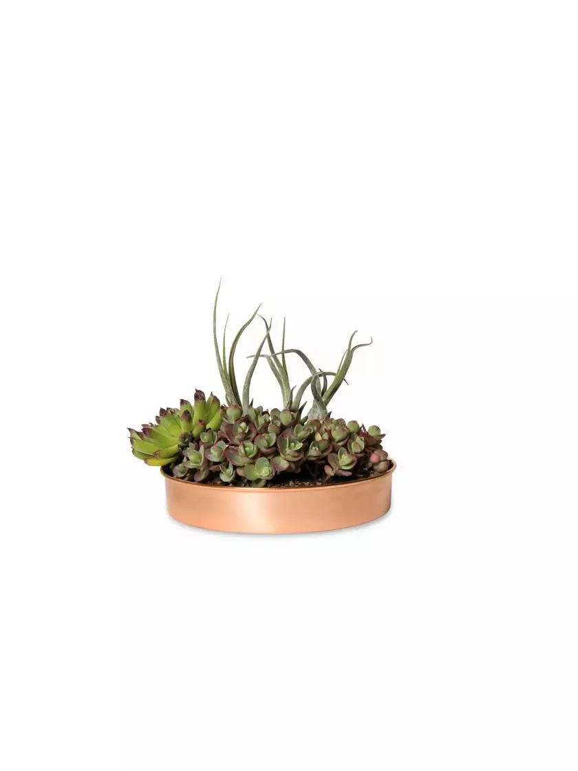GSC Extra Small Round Copper Plant Tray, 8" 4 GSC Extra Small Round Copper Plant Tray, 8" - Image 2