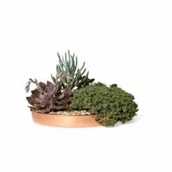 GSC Medium Round Copper Plant Tray, 12" 7 GSC Medium Round Copper Plant Tray, 12" -Plant Supports Shop 8593530 2907 tif