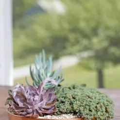 GSC Medium Round Copper Plant Tray, 12"