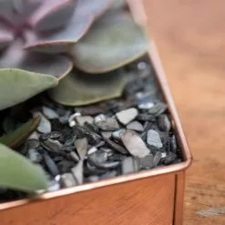 GSC Rectangular Copper Plant Tray, 24" X 5" -Plant Supports Shop 8593533 4570 tif