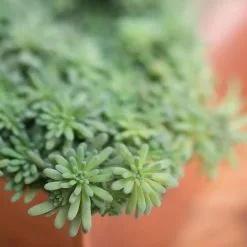 GSC Tall Rectangular Copper Plant Tray, 18" X 5" X 4" -Plant Supports Shop 8593534 4601 tif