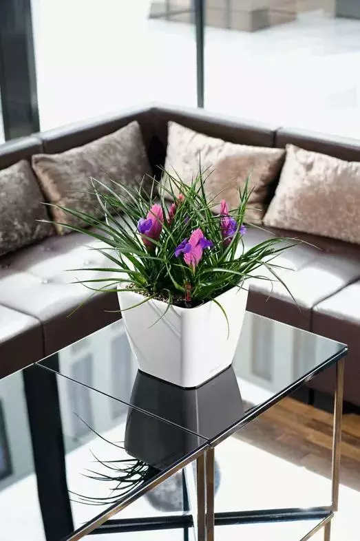 GSC Lechuza® Quadro LS Premium Self-Watering Square Planters 3 GSC Lechuza® Quadro LS Premium Self-Watering Square Planters