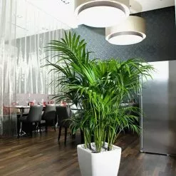 GSC Lechuza® Quadro LS Premium Self-Watering Square Planters 7 GSC Lechuza® Quadro LS Premium Self-Watering Square Planters -Plant Supports Shop 8594096 03V tif