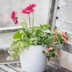 GSC Viva Round Self-Watering Planter, 7" Diameter -Plant Supports Shop 8595222 1139 tif