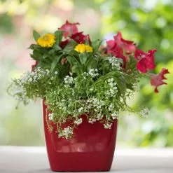 GSC Viva Square Self-Watering Planter, 7" Diameter -Plant Supports Shop 8595223 1111 tif