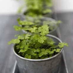 GSC Galvanized Herb Planters With Rectangular Tray -Plant Supports Shop 8595903 advice 1777 tif