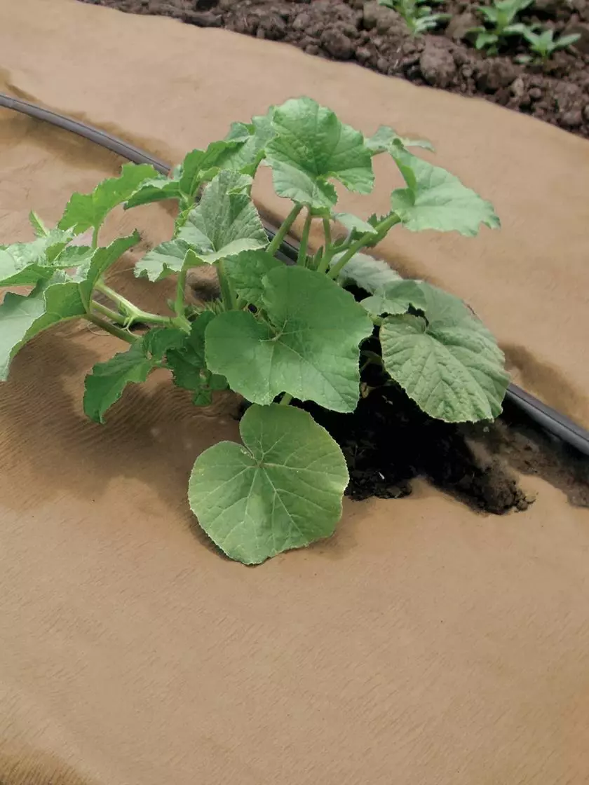 GSC Weedguard Plus Paper Mulch, 50' 4 GSC Weedguard Plus Paper Mulch, 50' - Image 2