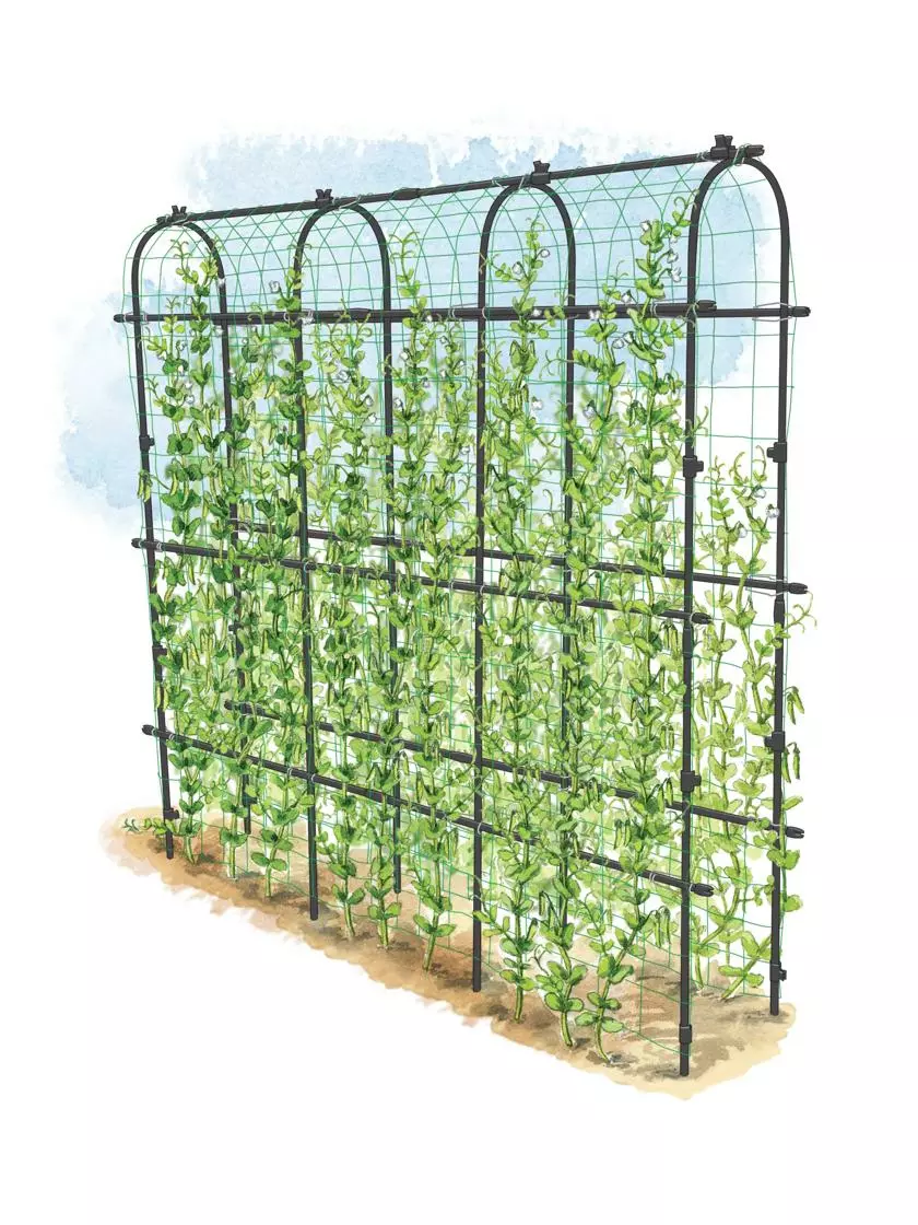 GSC Titan Pea Tunnel 3 GSC Titan Pea Tunnel