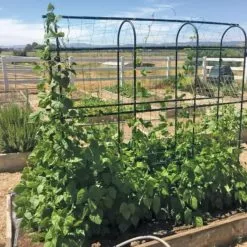 GSC Titan Pea Tunnel 10 GSC Titan Pea Tunnel -Plant Supports Shop 8596275 01CUST tif