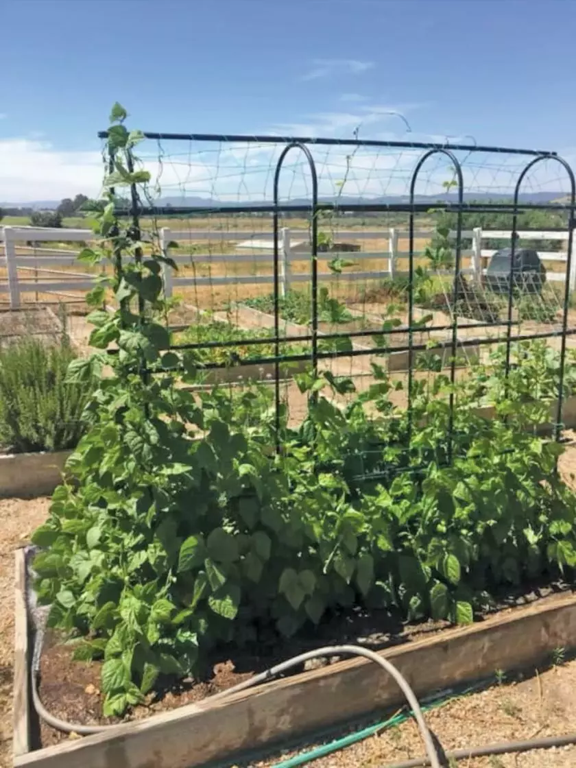 GSC Titan Pea Tunnel 6 GSC Titan Pea Tunnel - Image 4